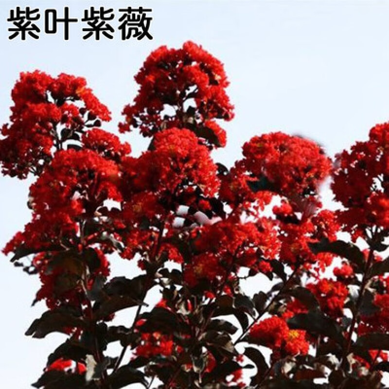 欧博室外红花紫薇树苗红火箭紫薇花苗红火球百日红浓香型紫薇花树苗