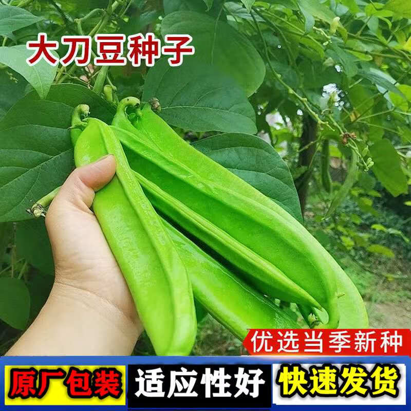 刀豆种子大刀豆种籽大型大豆角种籽春季易种植爬藤蔬菜豆角种子 刀豆