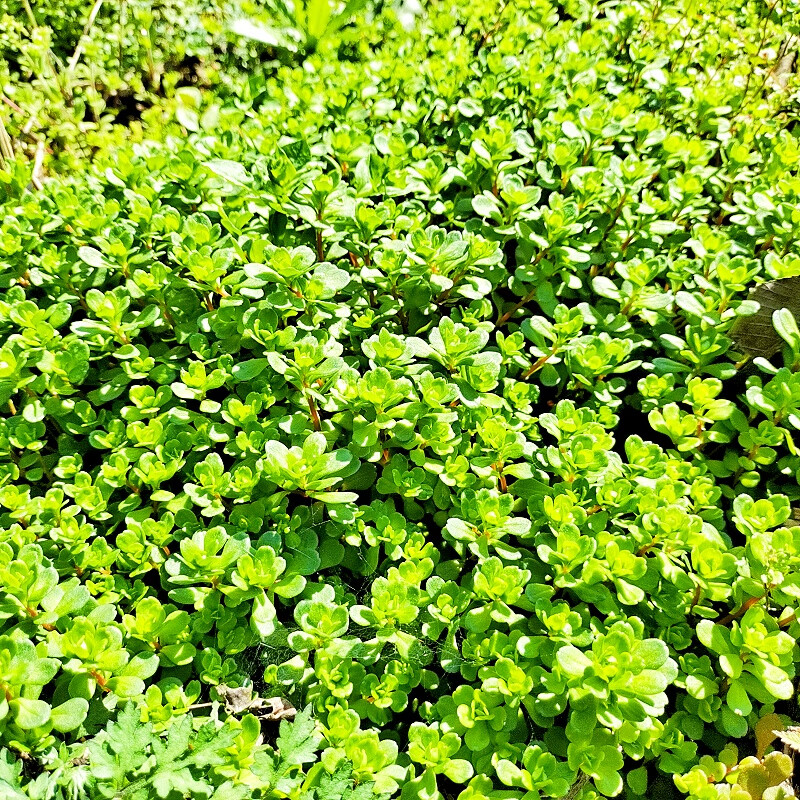 贵州凹叶景天圆叶景天中草药多肉植物护盆草马牙半支莲石板还阳草