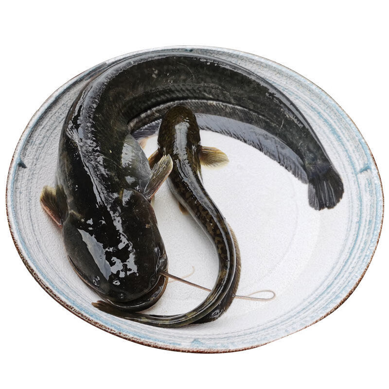 皓谦【jd京鲜配送】微山湖野捕鲶鱼二须胡子鱼生态土鲶鱼营养淡水鱼