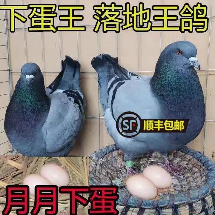 纳学【顺丰包邮】鸽子种鸽一公一母下蛋繁殖鸟瓦灰鸽白羽王银王雨点鸽