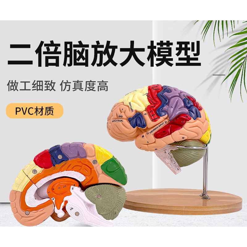 医学可拆卸部件模型  2倍大脑功能分区模型色彩区分脑模型脑干模型可