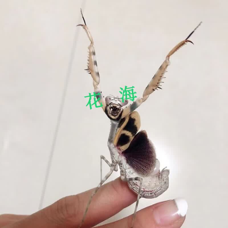 采缇中华大刀螳螂活体 幼体个性爬宠爬虫宠物活体螳螂 芽翅螳螂3龄(1.