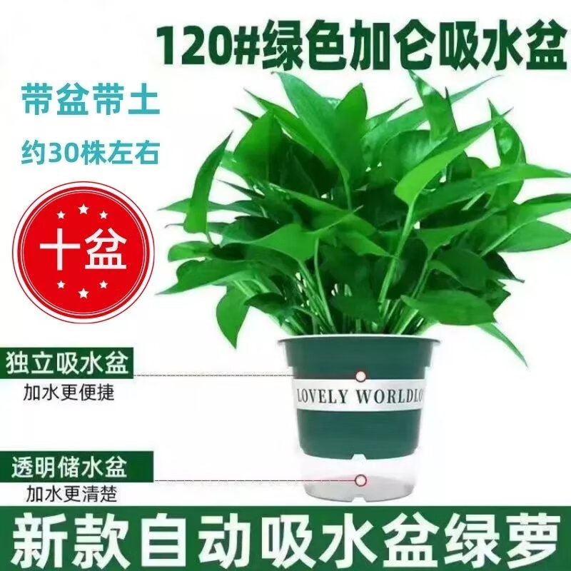 【精选】绿萝盆栽长藤垂吊兰大绿箩植物水培花卉绿植室内 120【绿加仑】自吸水10盆5肥 带盆带土(基地直发)