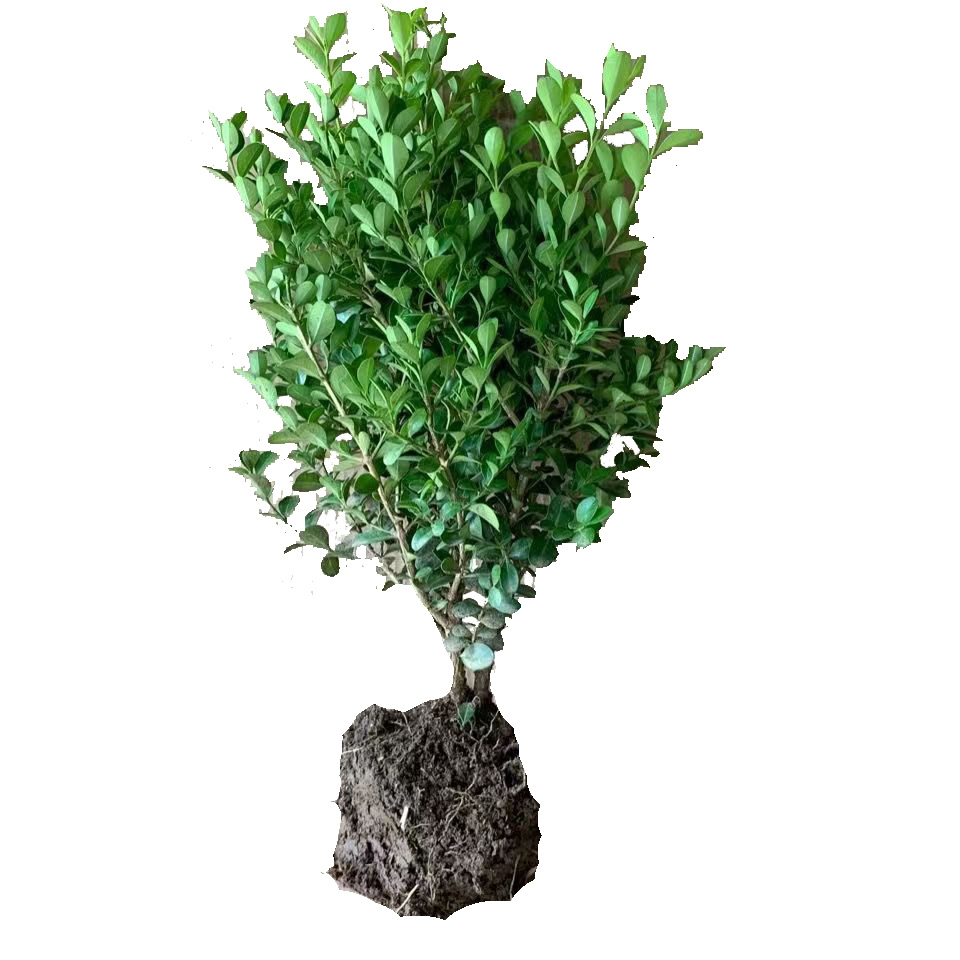 滨淇小叶黄杨苗瓜子黄杨庭院地栽盆栽黄杨球冠幅60CM1棵源头直发