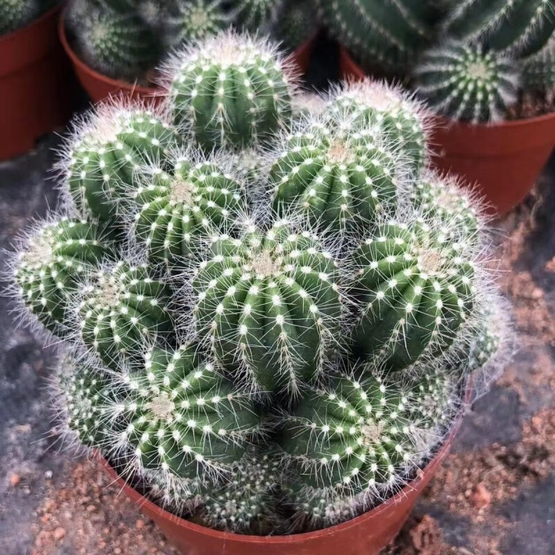 卉双金冠银冠开花仙人球仙人掌群生球好养室内多肉盆景耐旱群生 银光