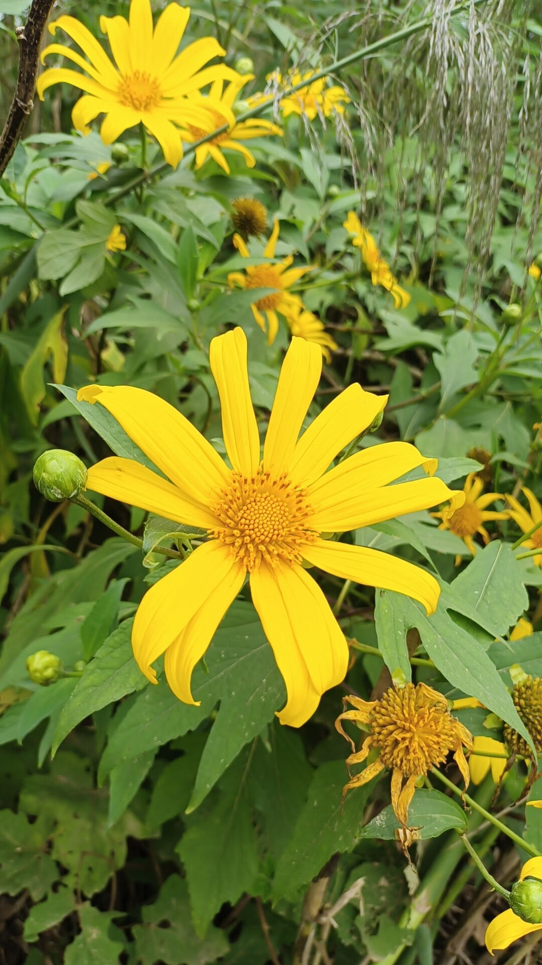 宜安堂新鲜肿结菊现采假向日葵黄斑肿柄菊材太阳菊王爷葵五爪金英