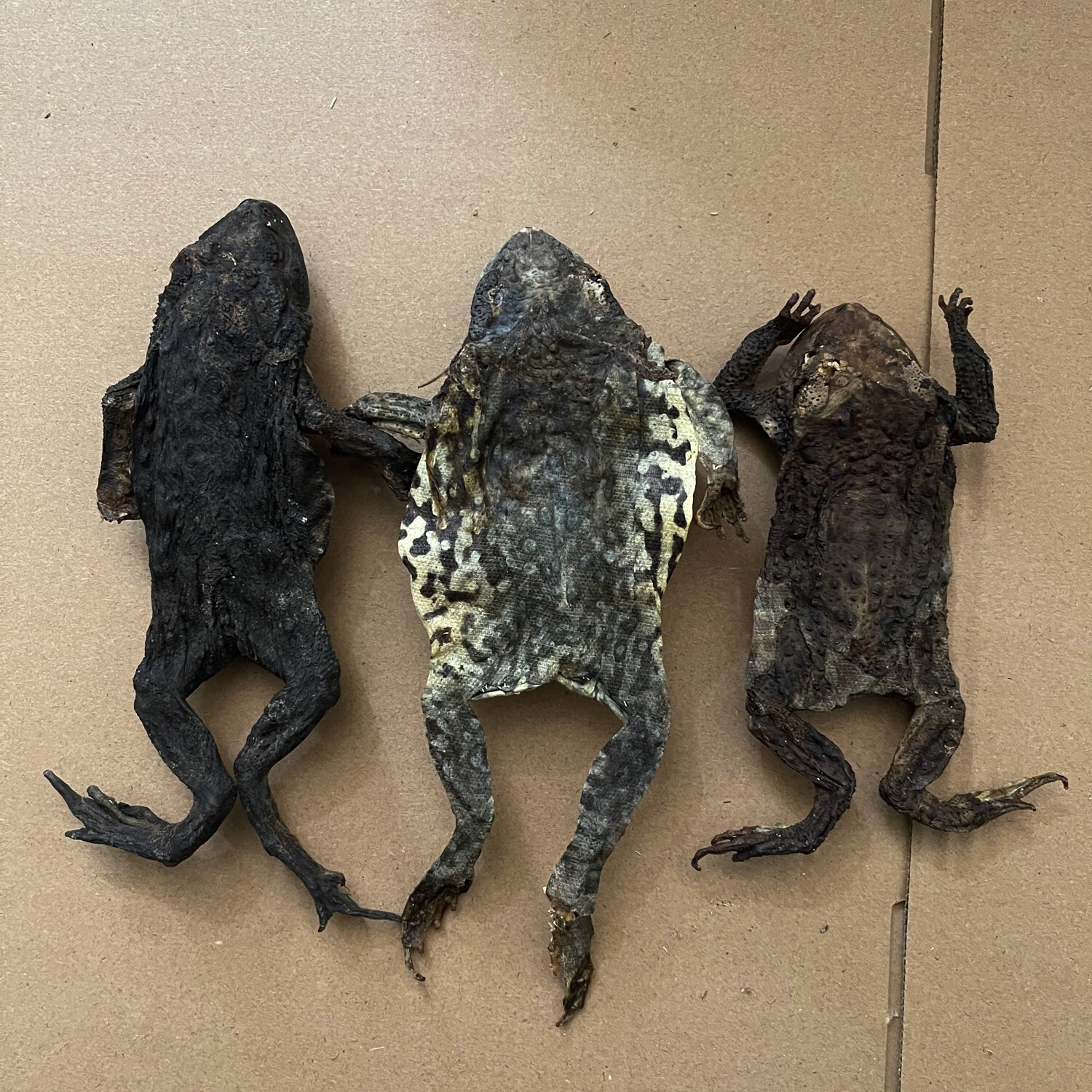 蟾蜍的干中药材 癞蛤蟆干 干蟾蜍整只完整真货2023新上 整只大干蟾250