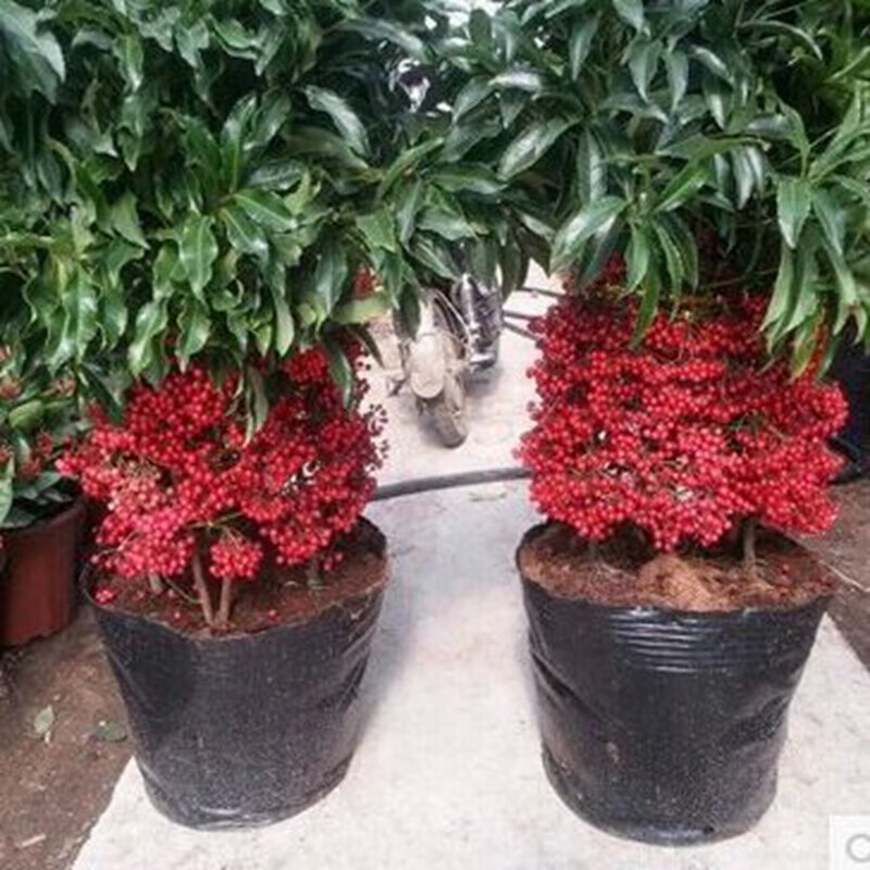 种花迷富贵籽盆栽室内客厅北方耐寒植物四季常青金玉满堂红树富贵子