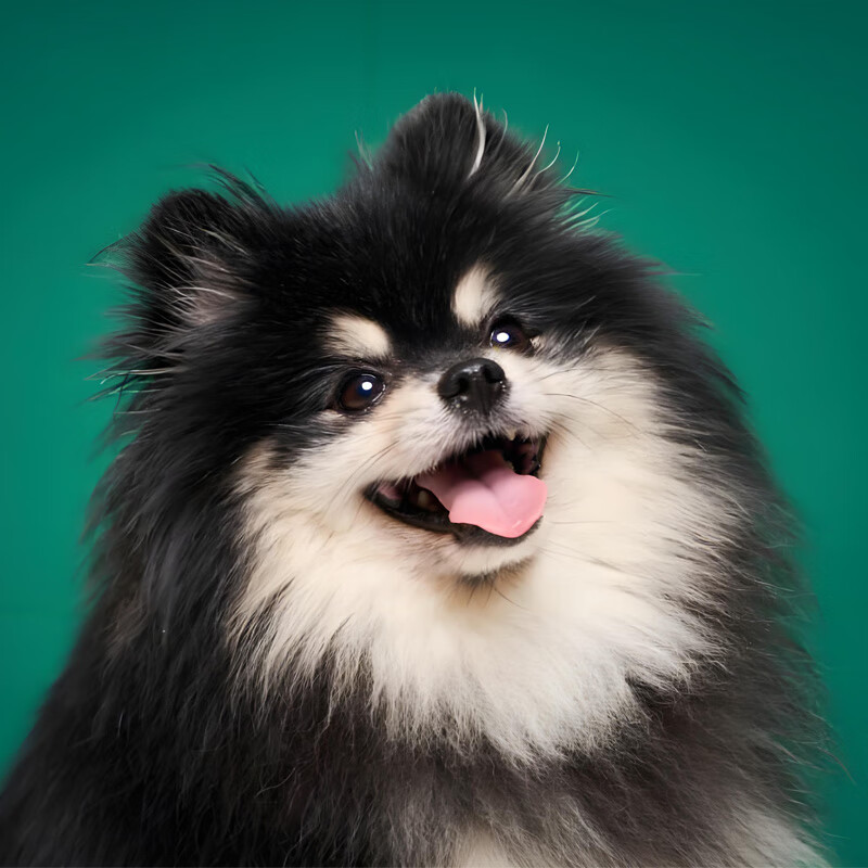 miaoerd纯种博美幼犬活体小型犬宠物狗狗活体小狗俊介犬铁包金巧克力
