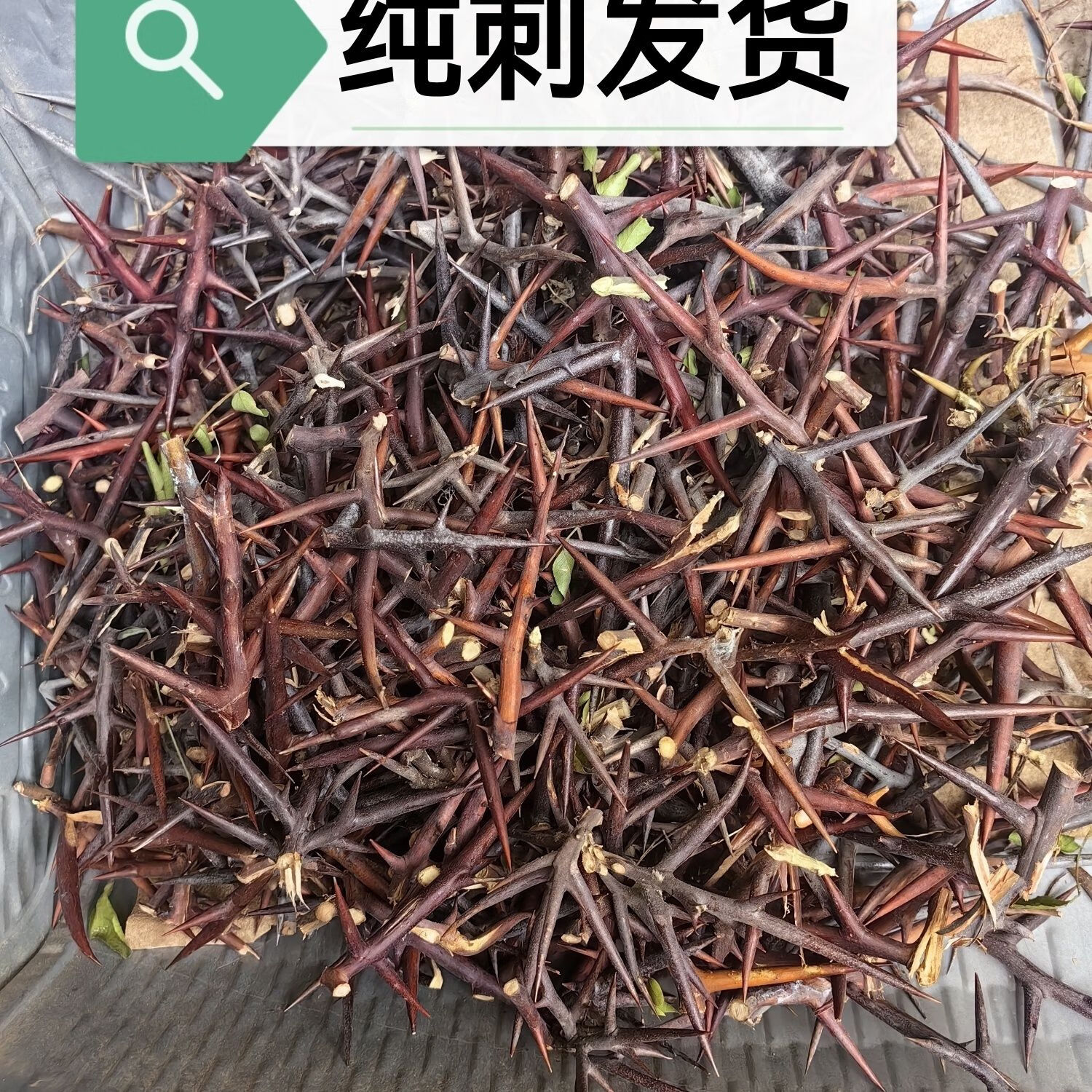 北京同仁堂刺中药材泡酒皂刺野生腰椎病老偏方皂角刺新鲜现摘皂 100克