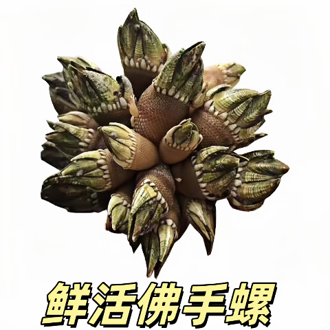 豪鲜生 佛手螺新鲜 海螺鲜活 鹅颈藤壶 生鲜 海鲜水产 活鲜1斤 佛手螺