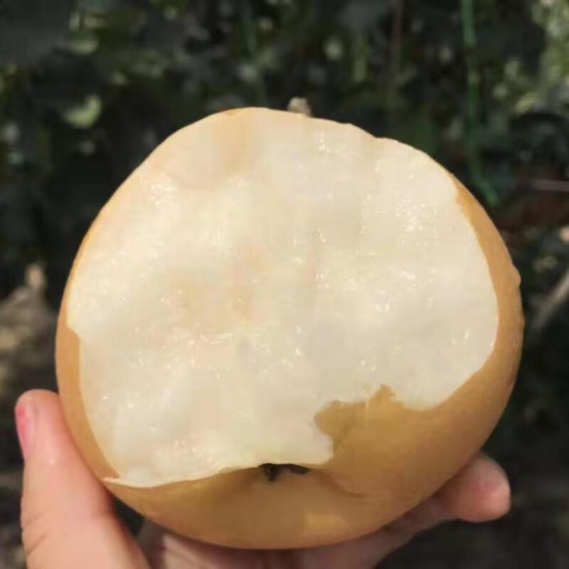 新品种晚熟黄特大梨子苗晚秋黄梨树苗嫁接苗南北方种植当年结果 四年
