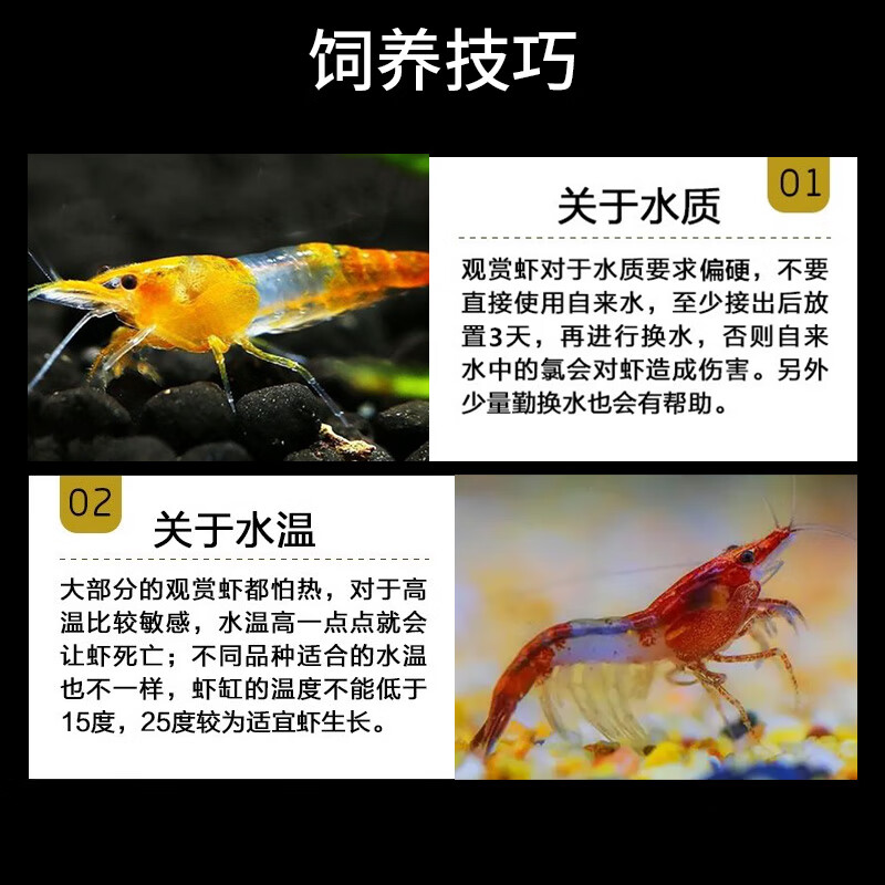 观赏虾淡水淡水除藻螺水晶虾黑壳虾除藻虾极火虾黄金螺黑金刚螺 亏本