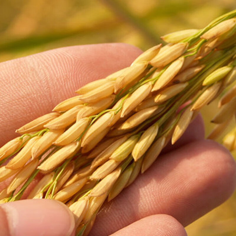 糯稻糯稻种子珍珠糯米水稻种子稳产大穗大粒中糯长粒糯米珍珠易种 长