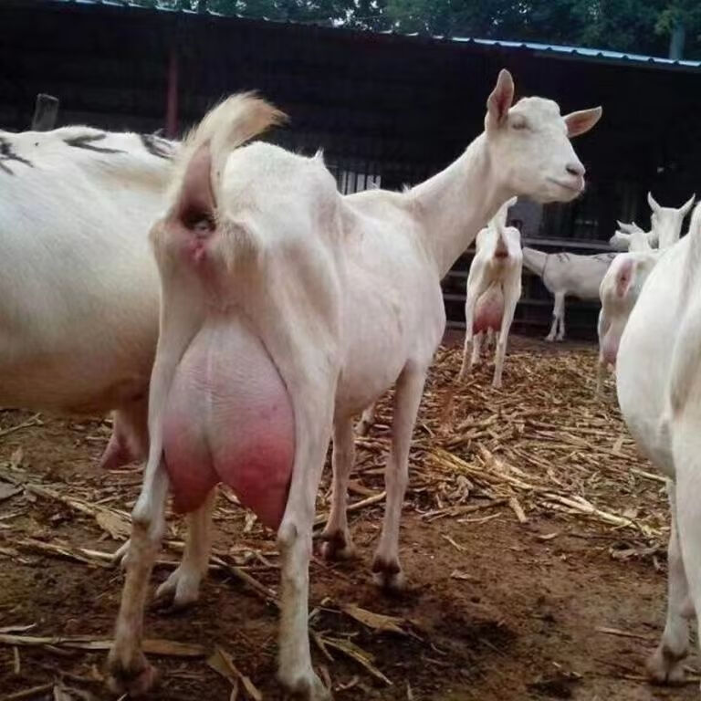 高产奶萨能奶山羊日产奶12斤红鹿怀孕母羊纯种公羊小羊羔活羊养殖