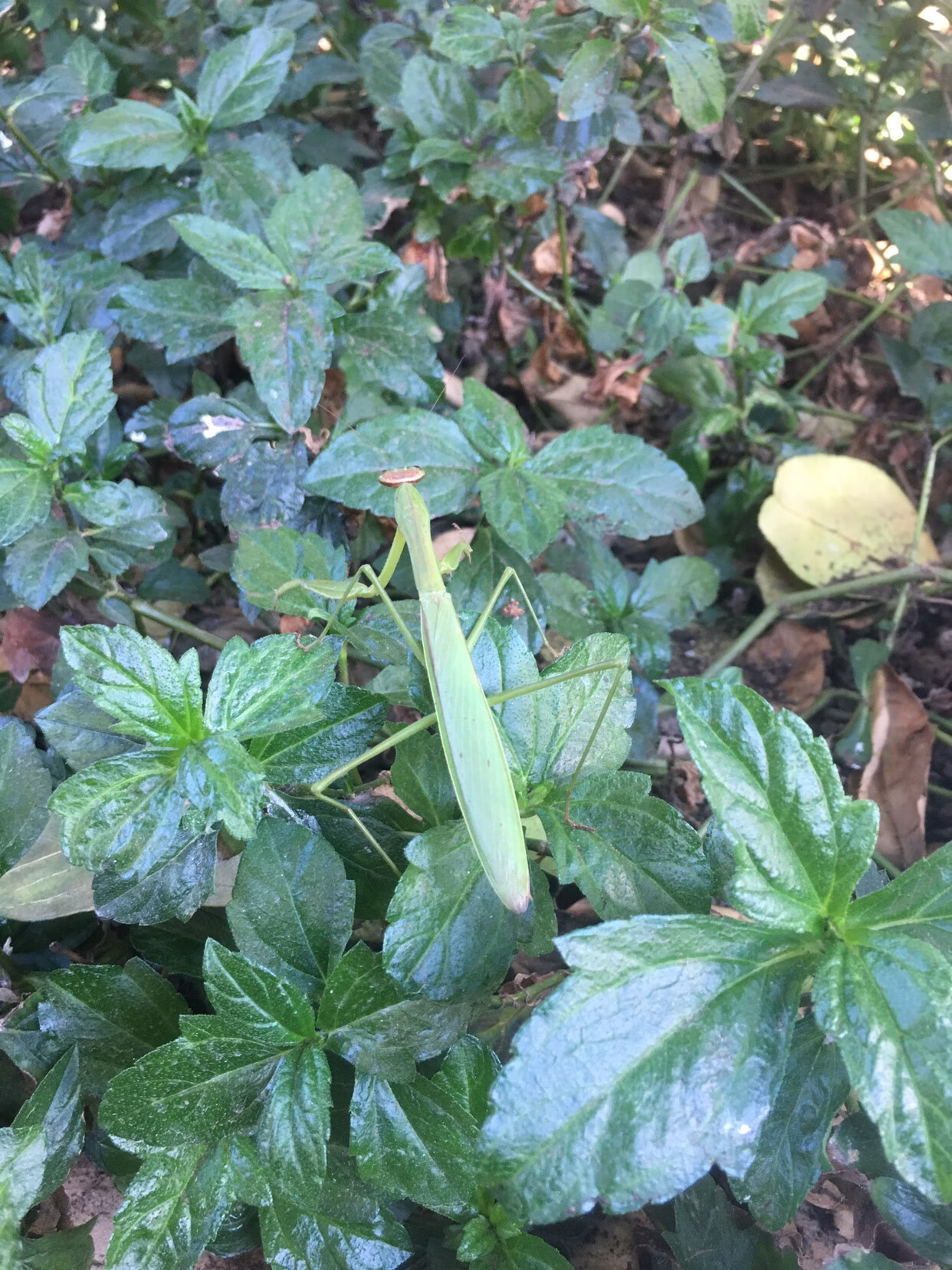 虹弦见螳螂刀螂兰花幽灵螳螂中华大刀巨钳儿童螳螂 宠物爬宠昆虫活体