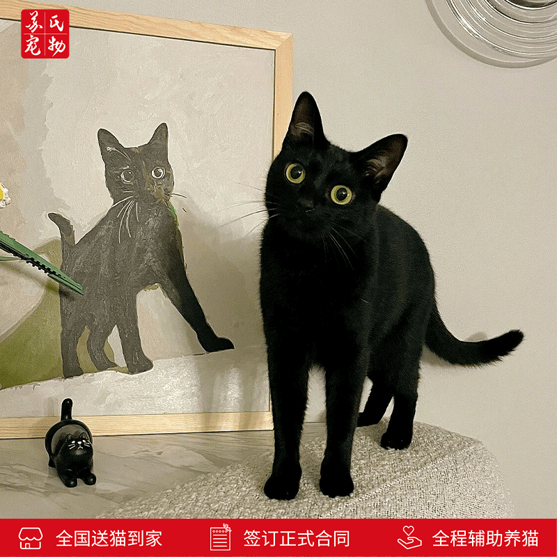 涴喵苏式纯种宠物黑猫玄猫猫咪孟买猫幼猫幼崽活体幼猫 宠物级 【孟买