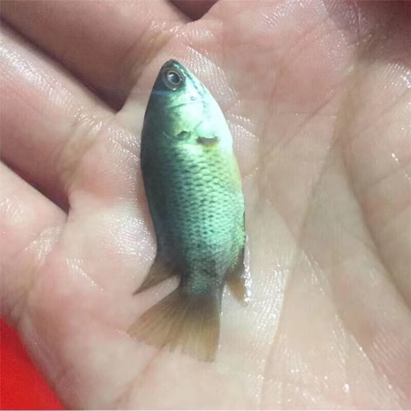 旺园兴耐养鱼淡水鱼不用氧热带鱼攀鲈鱼观赏鱼活体巴毛过山鲫会走路的