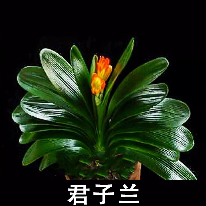 君子兰盆栽老苗四季好养多肉花卉带花苞绿植物室内圆头和尚大苗x 精品