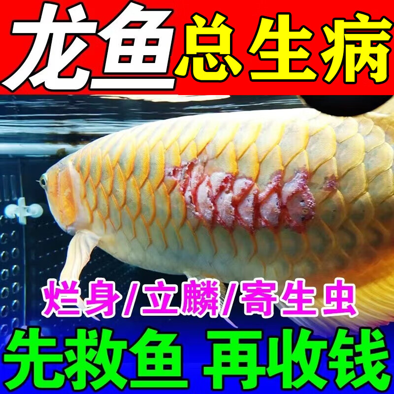 yee龙鱼专用药治鱼病药蒙眼烂身烂尾鳍立鳞寄生虫金银观赏鱼水霉病l 3