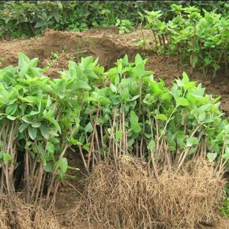 爬藤盆栽树形黄白色四季金银花苗泡茶大面积种植田地北花1号 1年苗10