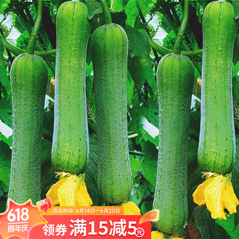 寿禾 台湾苹果丝瓜种子瓜苗秋冬季蔬菜 【肉厚】北蔬肉丝瓜种子 10粒