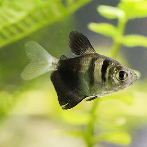 墨一热带鱼观赏鱼小型慢龙鱼丽丽鱼彩裙鱼马甲鱼淡水活体鱼嘴 黑裙鱼2