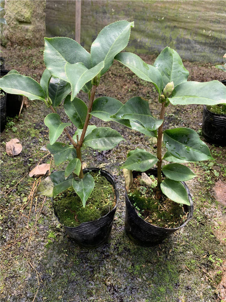 茶花金镶玉稀有名贵品种牡丹大花型精品花卉盆栽树苗室内外植物 2年半