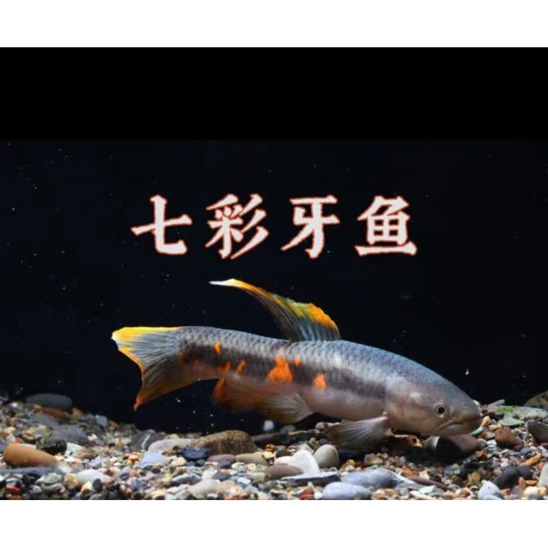 梦茜儿(mexemina)七彩牙鱼活体橙腹牙鱼南美奥黑牙鱼枯木牙鱼加拉辛