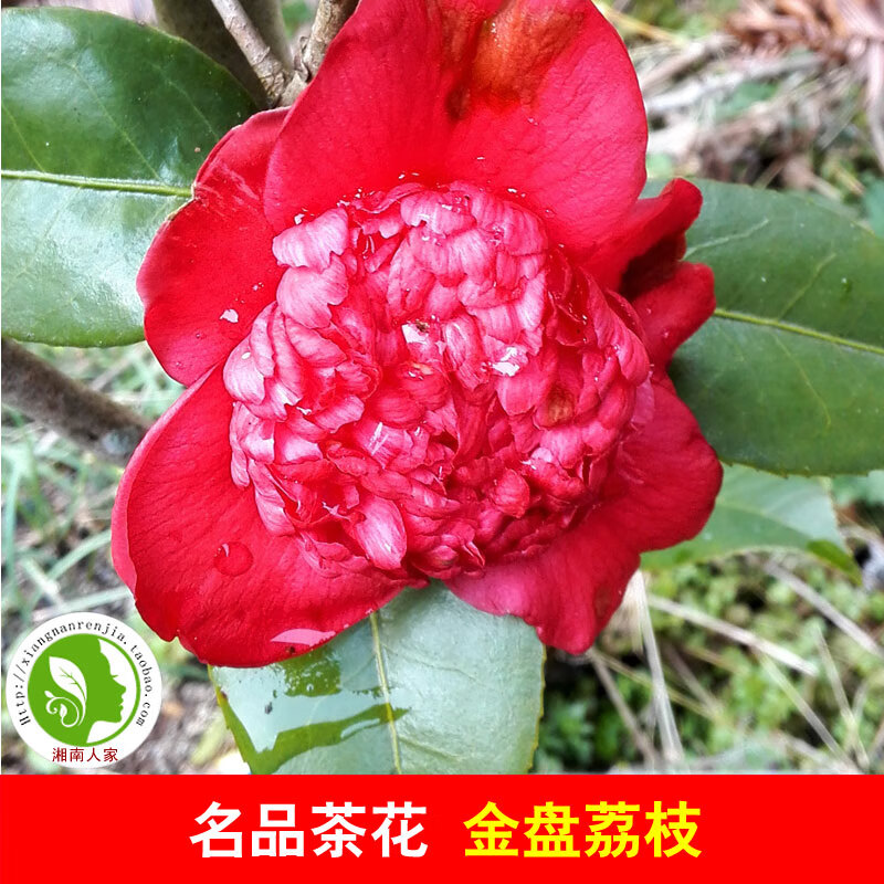 醉春木金盘荔枝山茶花树苗 大红宝珠茶花 传统名品茶花 绿植盆栽茶花