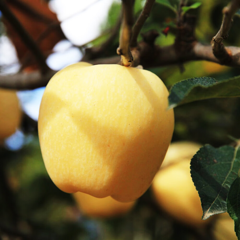 都乐Dole 黄金维纳斯苹果 核心产区直发  甜脆多汁 3斤装约8-9粒 简装