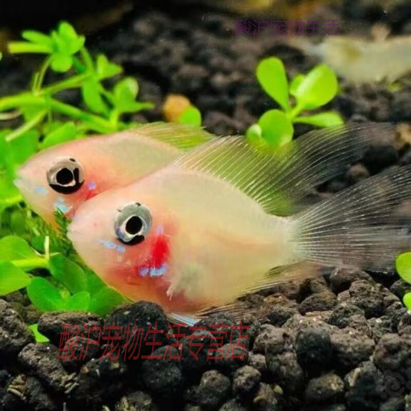 金波子桃心长尾观赏鱼种鱼阿凡达鱼活苗荷兰热带鱼比卡丘淡水鱼