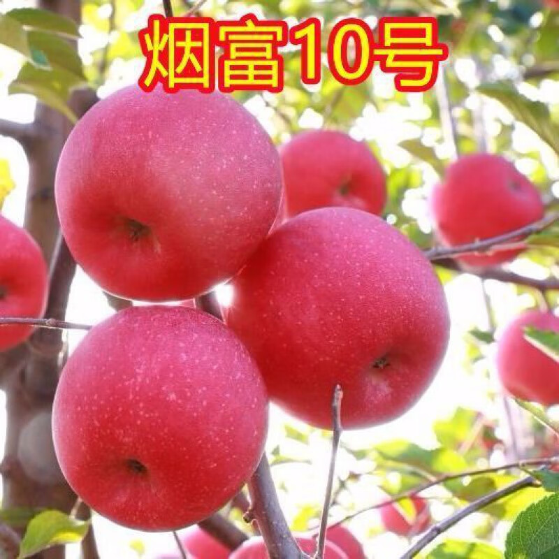 烟富10号苹果树苗嫁接南北方种植耐寒特大新品种当年结果盆栽地栽 4年