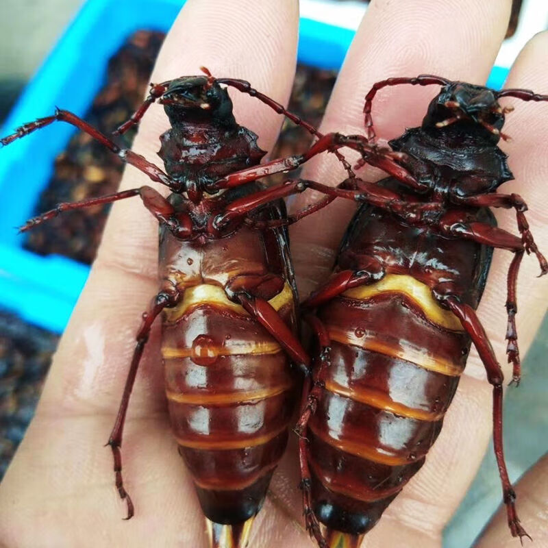 虎钢馋沂蒙山食用昆虫山水牛母带籽栓栓牛荒野昆虫山山牛公母山虫牛