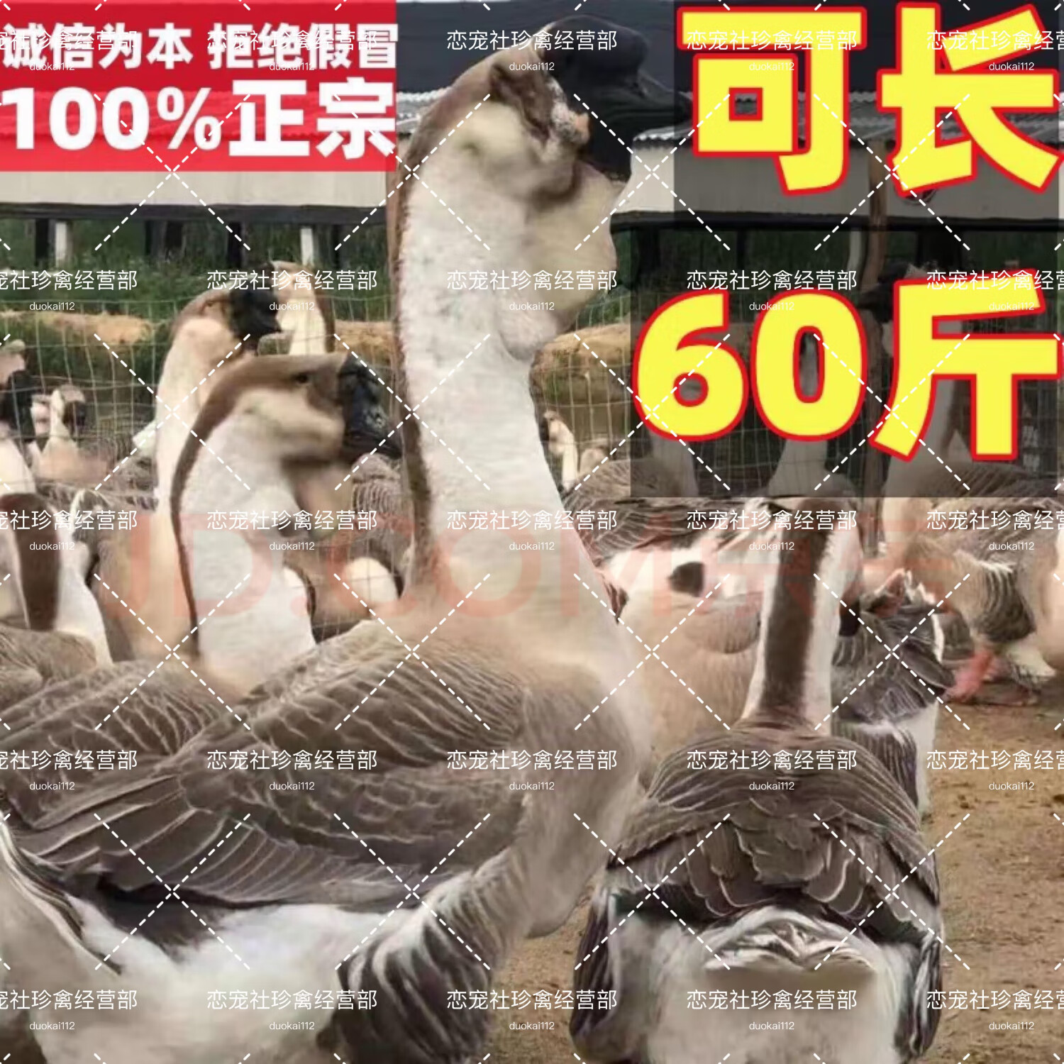 特大狮头鹅单只价格(5只起发)