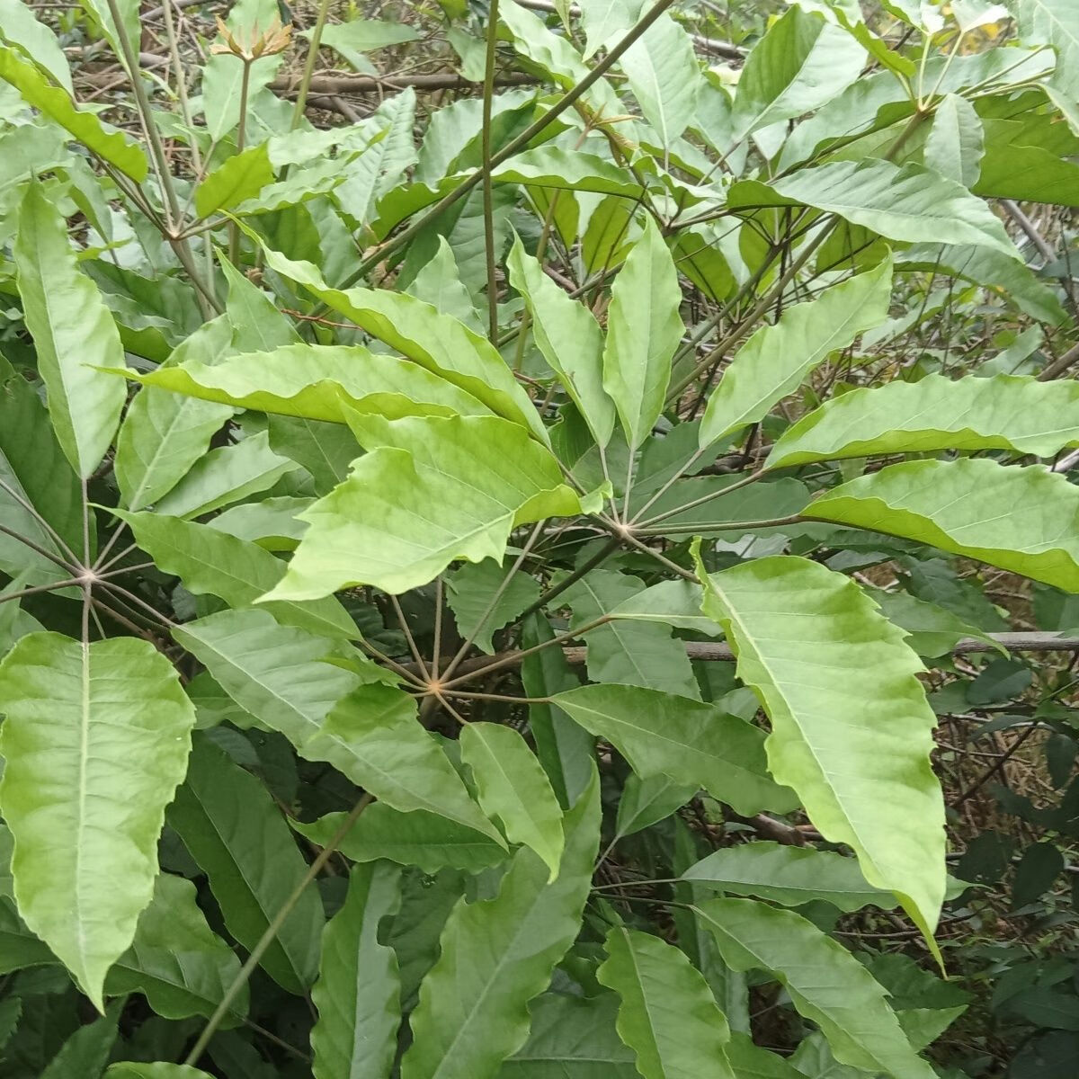 新鲜鸭脚木 鸭脚板 中草药鹅掌柴五指通伞托树叶子新鲜叶500克/份 500