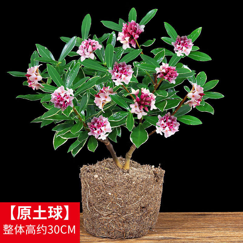 晗畅金边瑞香盆栽浓香型老桩绿植室内阳台庭院植物冬季花卉 4年瑞香裸