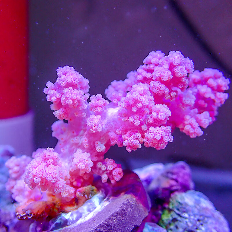 红水桃花软体海鸡冠s海水小丑鱼水桃花海缸造景观 水桃花珊瑚展开8-10