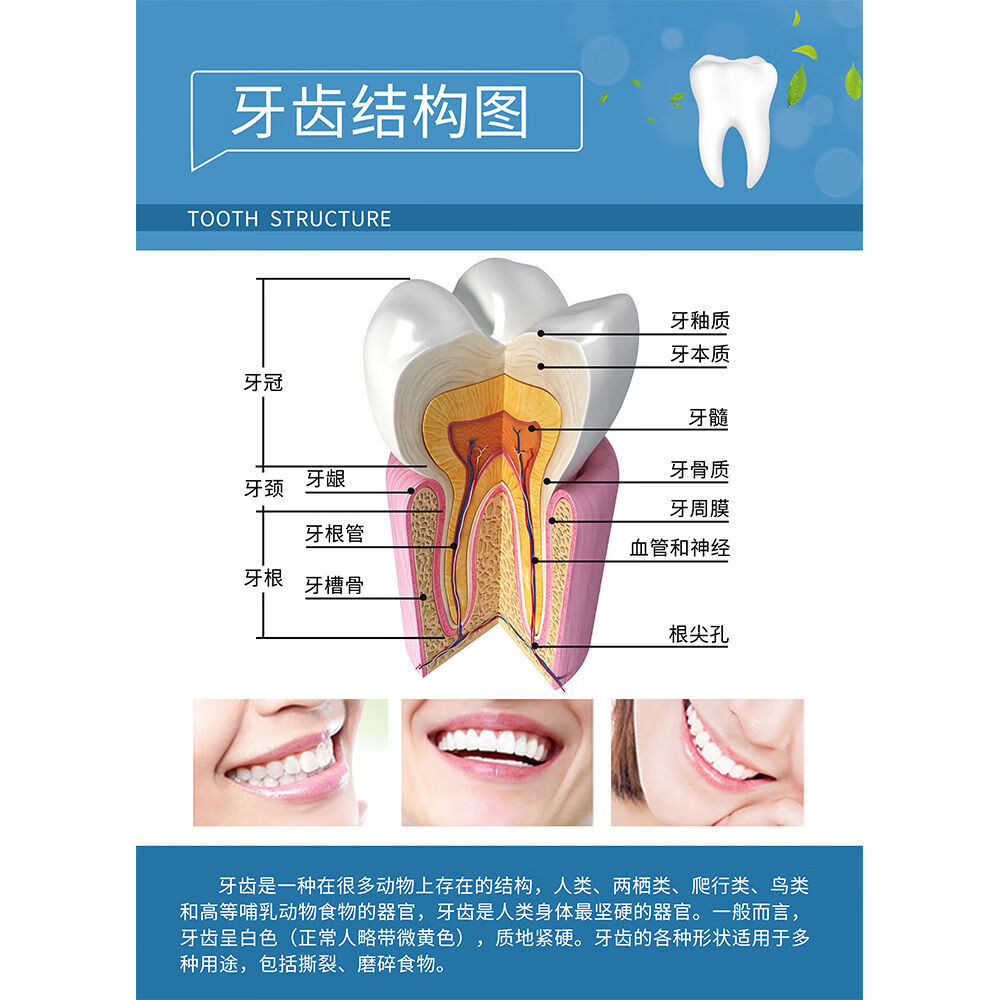 挂画牙科诊室宣传海报挂图口腔科墙面装饰画kt板壁画 01-牙齿结构图