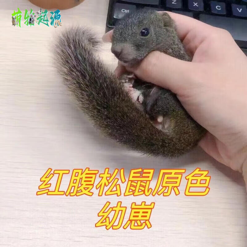 宠物松鼠饲养异宠幼鼠合格抖音活宠学生懒人亲人小松鼠 红腹松鼠幼崽