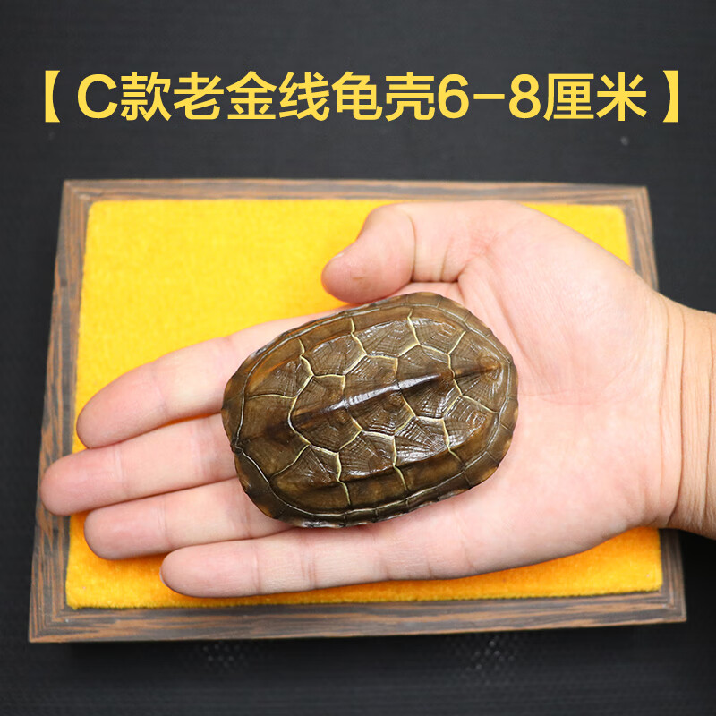 子木雅居天然完整干净乌龟壳文玩把玩盘玩把件可随身携带真龟甲送礼品