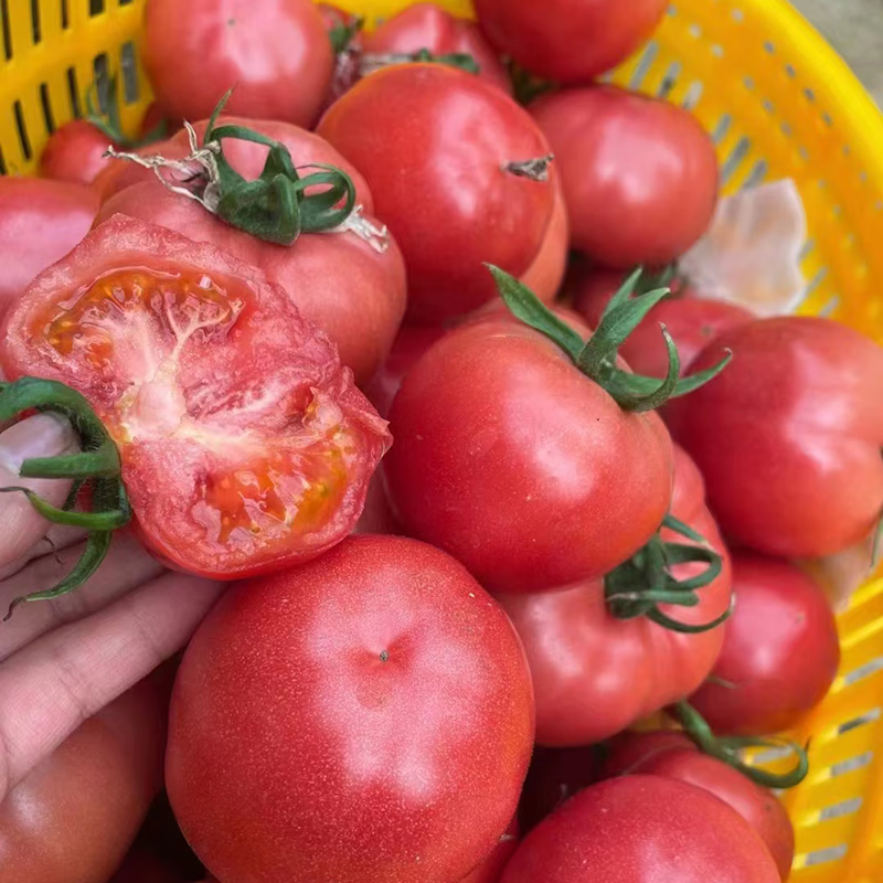 秦品堂陕西泾阳普罗旺斯西红柿【顺丰包邮】生吃沙瓤番茄西红柿自然熟 普罗旺斯中果 5斤 (中通,极兔)