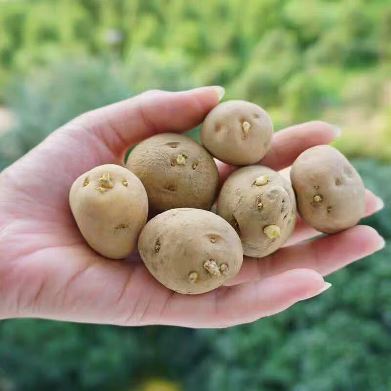湖北恩施高山老品种黄皮马尔科种子早熟土豆高产马铃薯发芽洋芋 乒乓