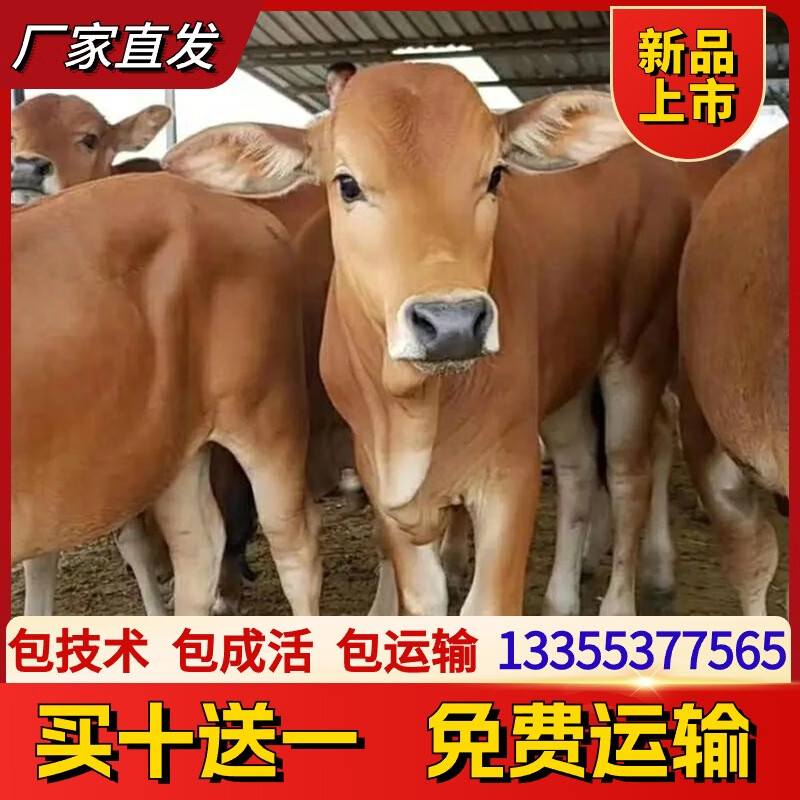 鲁西黄牛小牛犊活牛苗小黄牛仔肉牛犊子本地土黄牛水牛崽养殖技术