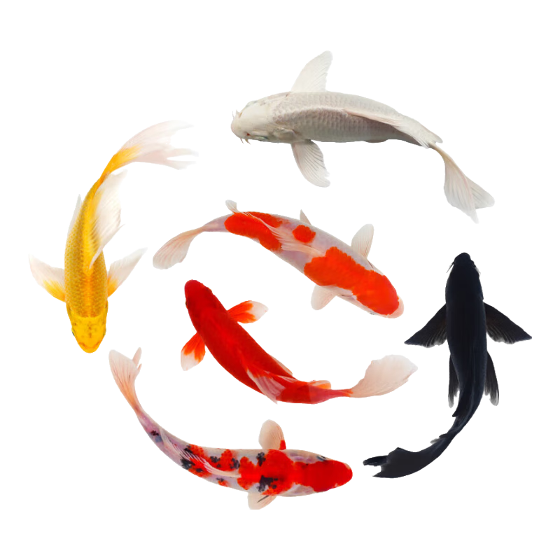 ���ڲ�����������ˮ���ֺ����ɫ��ˮ�����ͻ�ݽ������������������ 10-12CM������� ��9����7ɫ 31.89Ԫ