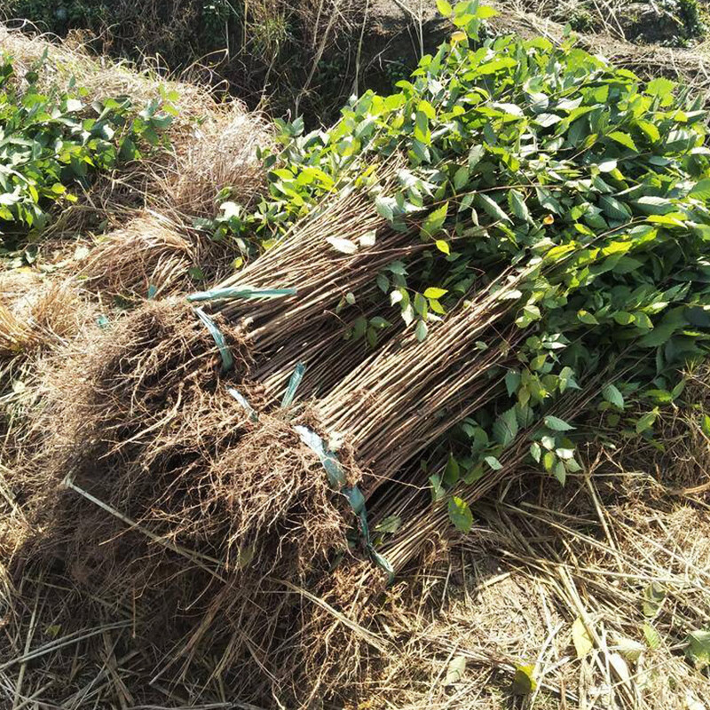 秋忆浓红榉树苗血榉小苗别墅庭院行道大型耐寒彩叶绿化风景树小叶榉树