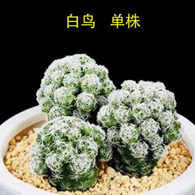 语清婉迷你仙人球仙人掌科盆栽办公室盆栽多肉植物室内植物 将军柱/株