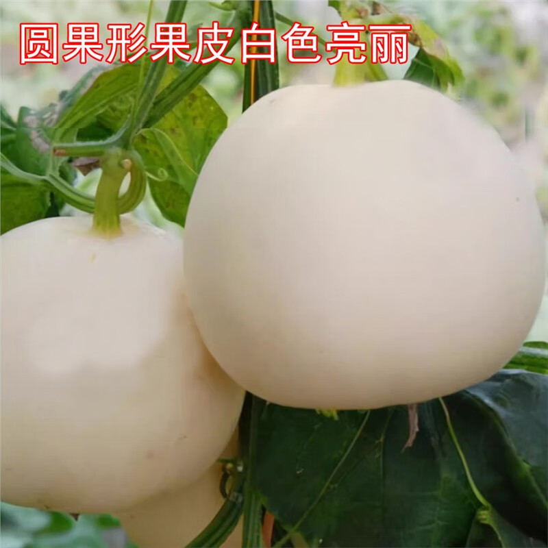 硕柯园甜红玉白皮红肉瓜种大全早熟四季甜瓜种子籽哈密瓜种孑高产香瓜