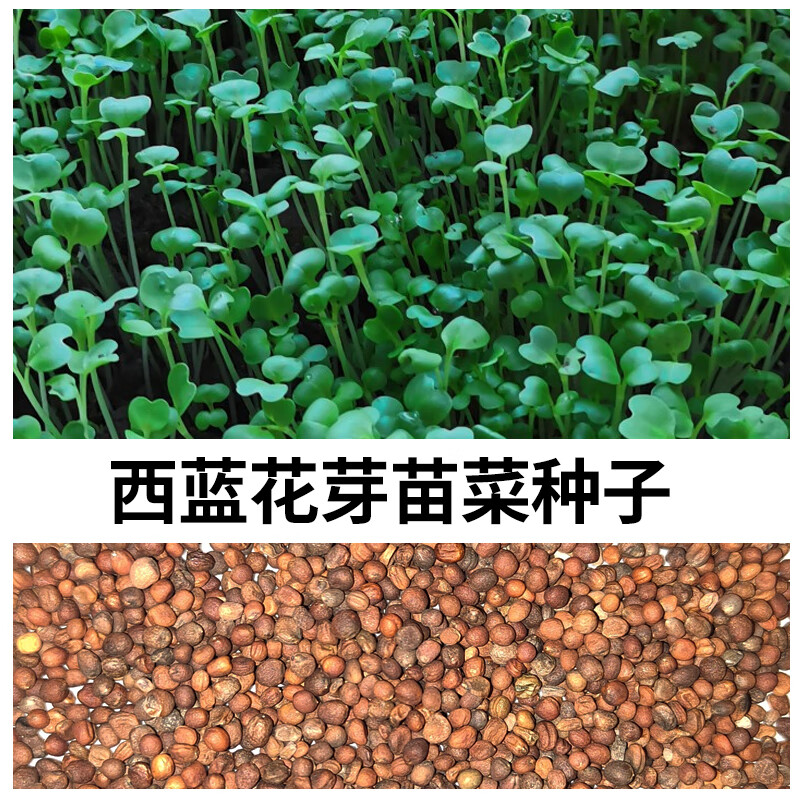 禾之润西蓝花西兰花芽苗菜种子梅森罐水培芽苗西蓝花种孑菜籽花椰菜芽